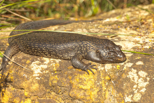 King Skink in Australia Attractive lizard found in dry areas of Australia. egernia stock pictures, royalty-free photos & images