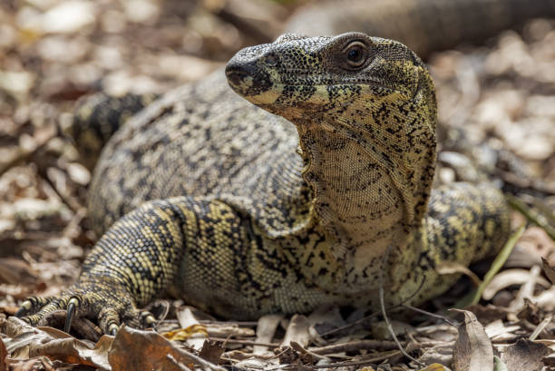 istock Lace Monitor in Australia 1452628144