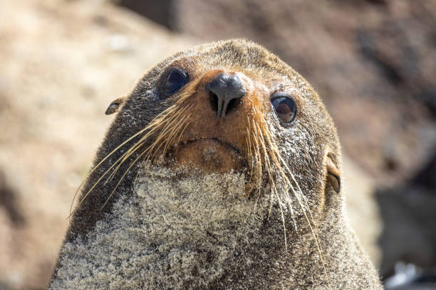 Fur Seal in New Zealand Endemic fur seal of New Zealand found around the whole country. group of animals california sea lion fin fur stock pictures, royalty-free photos & images