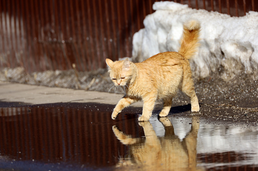 Sunny weather, wet asphalt with melting snow