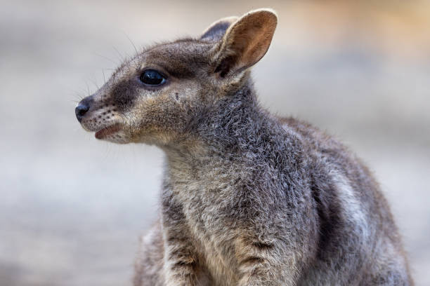 istock Rock Wallaby in Australia 1452628423