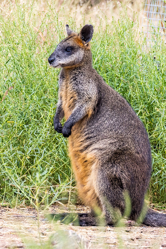 Brush Tailed Rock Wallaby (Petrogale penicillata)