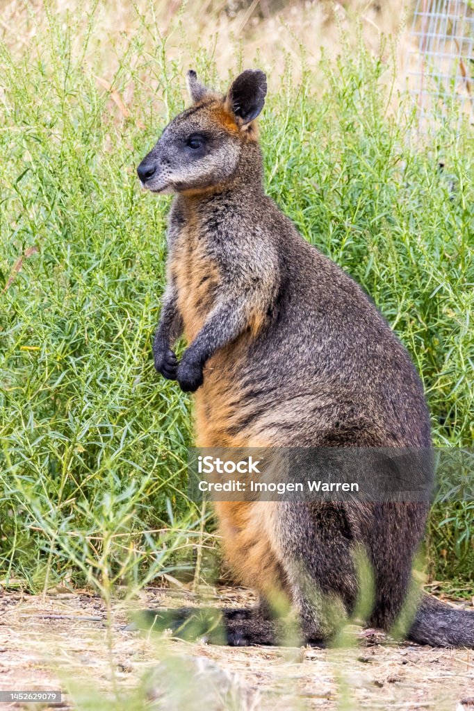 Tasmanian Pademelon in Australia Gorgeous looking marsupial with interesting markings. Animal Stock Photo