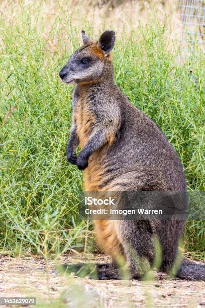 Tasmanian Pademelon In Australia Stock Photo - Download Image Now - Animal, Animal Hair, Animal Wildlife