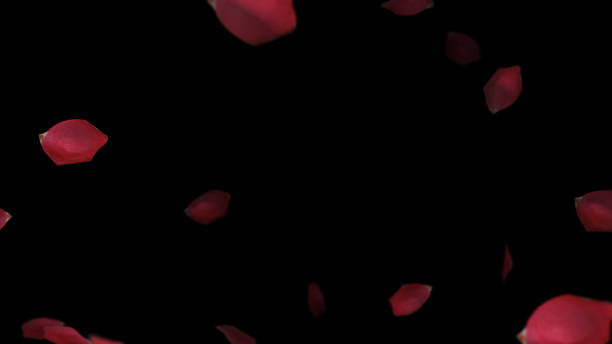 istock Rose Petals Falling on Black Background Valentines Day Concept 1452630243