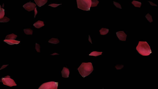 petali di rosa che cadono su sfondo nero concetto di san valentino - petalo di rosa foto e immagini stock