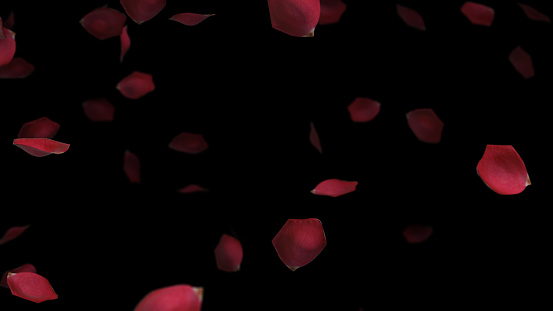 Rose Petals Falling on Black Background Valentines Day Concept