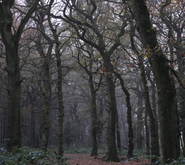 istock Scenic view of leafless trees in Sutton park, Birmingham, UK 1452630430