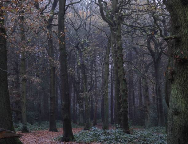 istock Scenic view of leafless trees in Sutton park, Birmingham, UK 1452630433