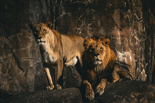 The mighty lion and lioness are the rulers of the savanna