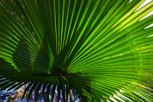 A beautiful of fan palm leaf texture