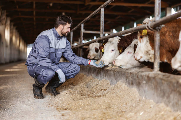 istock A farmer is feeding cows in barn. Livestock and agriculture concept. 1452633549