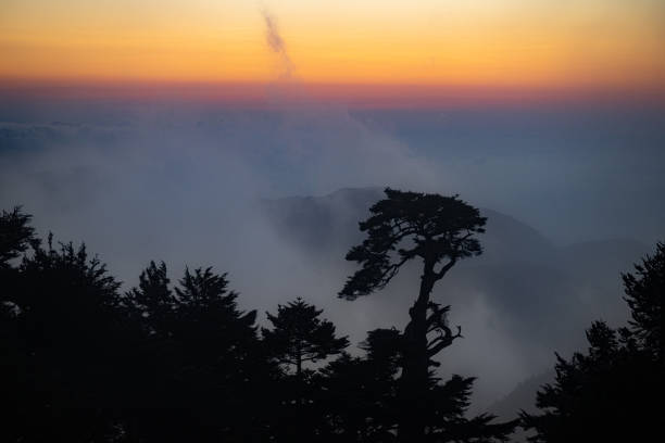 The silhouette of the trees on high altitude in the dusk