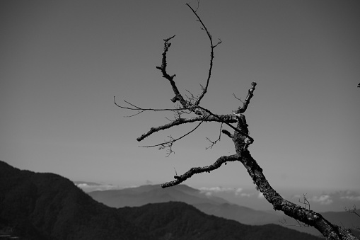 A dead branches growing toward the sky, in the mountains, conceptual, abstract scene.