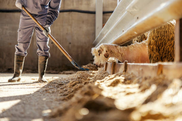 istock Cropped picture of a farmer feeding sheep on a ranch. 1452634445