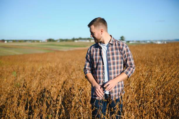 istock farmer standing in soybean field examining crop at sunset. 1452634545