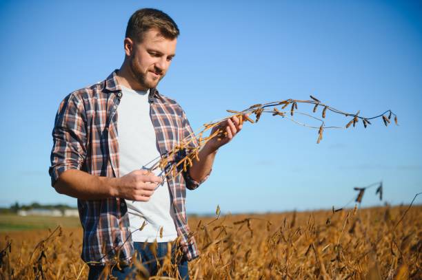 agricultor de pie en el campo de soja examinando el cultivo al atardecer. - genetic modification corn corn crop genetic research fotografías e imágenes de stock