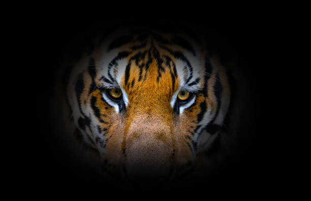 istock The bengal tiger's eyes and face on a black background 1452634633