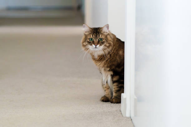 istock Portrait of young Siberian cat 1452635329