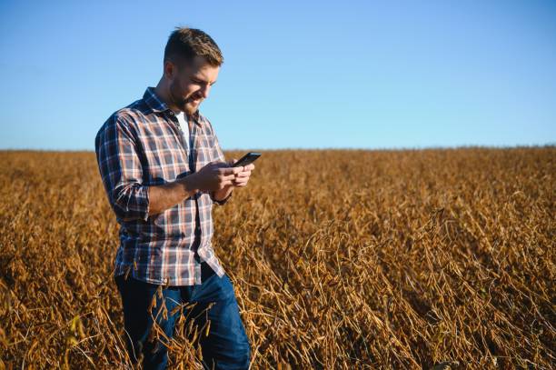 istock farmer standing in soybean field examining crop at sunset. 1452635569