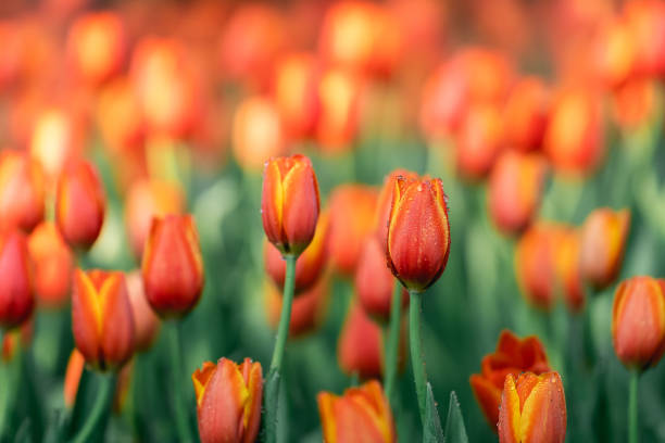Close up buds oftulips with fresh green leaves at blur green background with copy space. Hollands tulip bloom in an orangery spring season. Floral wallpaper banner for floristry shop. Flowers concept. cierre los brotes de tulipanes con hojas verdes frescas sobre fondo verde borroso con espacio de copia. los tulipanes de holanda florecen en una temporada de primavera de naranjos. banner de papel pintado floral para floristería. concepto de flores.
