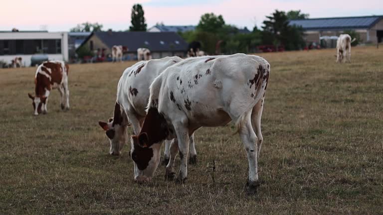 Grazing cows behind the fence at sunset.