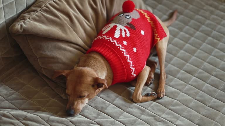 A purebred Miniature Pinscher in a red Christmas sweater lies sleeps on a sofa