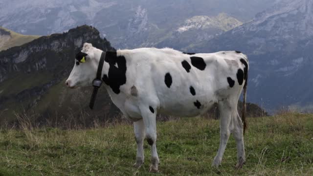 Resting dairy cow in the mountains.