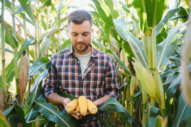 yong przystojny agronom na polu kukurydzy i badający uprawy przed zbiorem. koncepcja agrobiznesu. inżynier rolnictwa stojący na polu kukurydzy. - corn corn crop field stem zdjęcia i obrazy z banku zdjęć