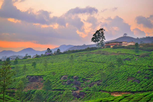 istock Sunset over tea gardens in Munnar, Kerala. 1452636599