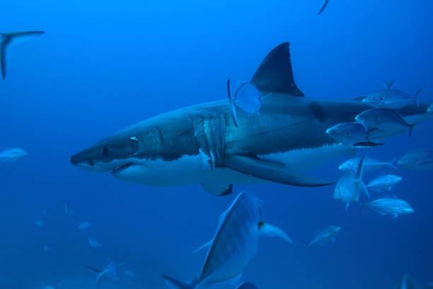 great white shark, Carcharodon carcharias, and silver trevally, Pseudocaranx georgianus, Neptune Islands, South Australia, Indian Ocean stock photo