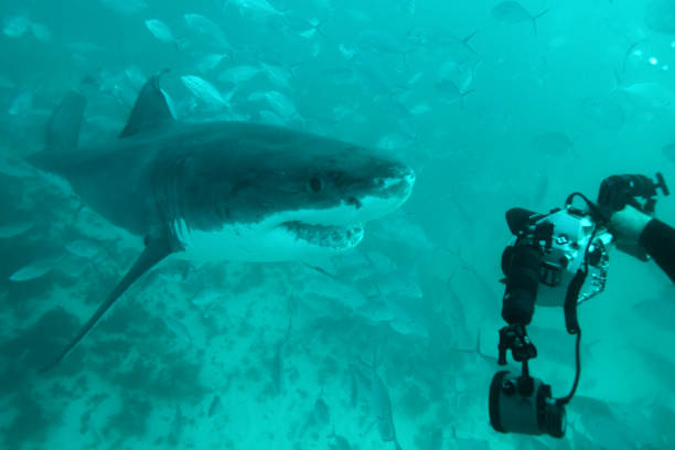 istock great white shark, Carcharodon carcharias, approaching scuba diver, Neptune Islands, South Australia 1452639377