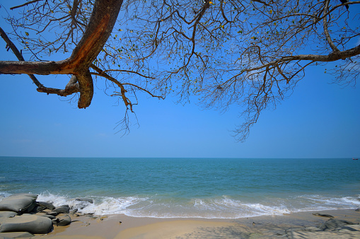 Old tree branches overlooking the sea in Chethi Beach in Kerala.