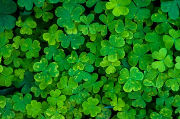 istock High angle view of plants shot from above 1452643026