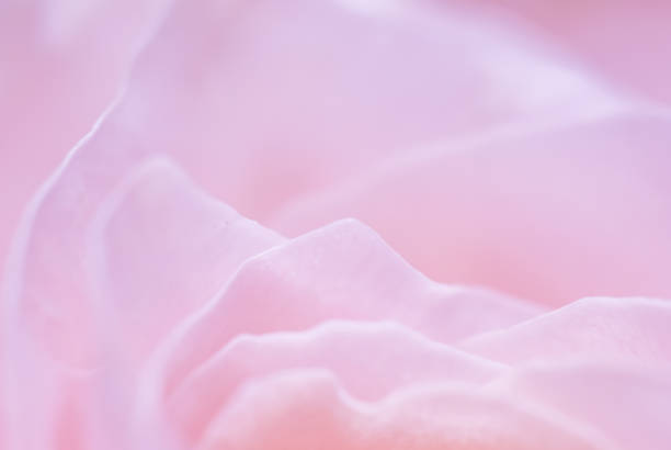 istock Abstract floral background, pink rose flower petals, soft focus. Macro flowers backdrop 1452643167