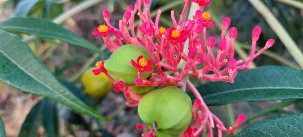 Jatropha podagrica ornamental plant