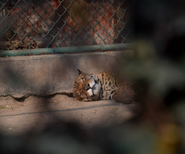 istock A jaguar giving a ferocious look 1452645617