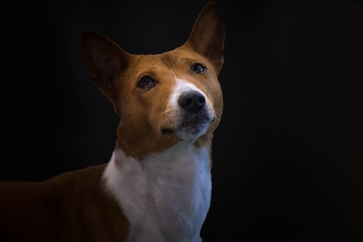 A beautiful view of a brown and white American rat terrier with a dark background