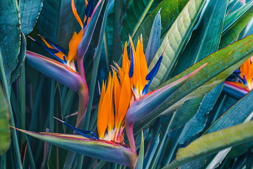 Horizontal landscape close up of flowering bird of paradise plant with orange and purple petals against vibrant green leaves in sun tropical garden in BangalowByron Bay area Australia