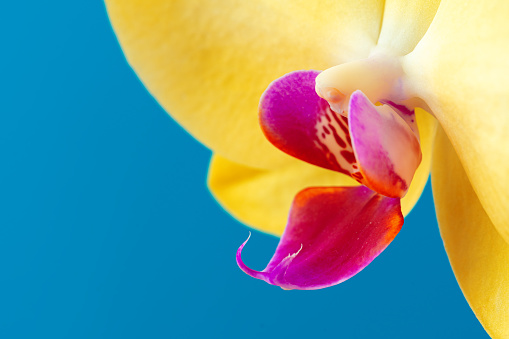 Close up photo of yellow blooming orchid branch