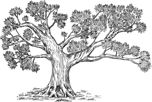 Olive family genealogic tree. Vector hand drawn illustration.