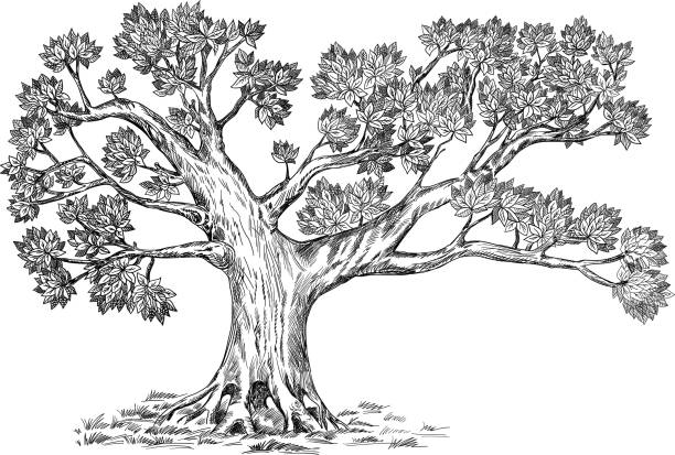 Olive family genealogic tree. Vector hand drawn illustration. Realistic sketch. Design option for your family tree. genealogy stock illustrations