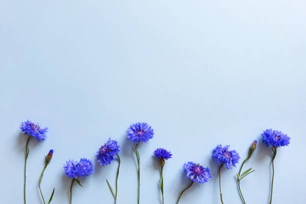 Flower border frame, knapweed cornflower flowers on blue background. Copy space, Cosmetic product advertising backdrop. Empty place to display product package. Mockup, spring summer flat lay.