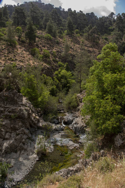 istock Rocky mountainside above clear stream with Oleander as pine trees grow on rugged terrain 1452652520