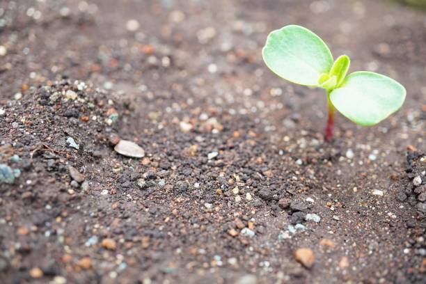 istock Sunflower twins sprouting from the soil 1452654325