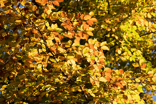 Beautiful Autumn scene with golden leafs