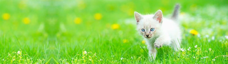 Portrait of a cute kitten walking on green grass. Sunny day outdoors from low angle view. Web banner with copy space.