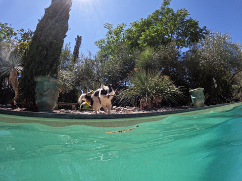 Wearable camera shot of cheerful dog throwing stick into swimming pool outdoors