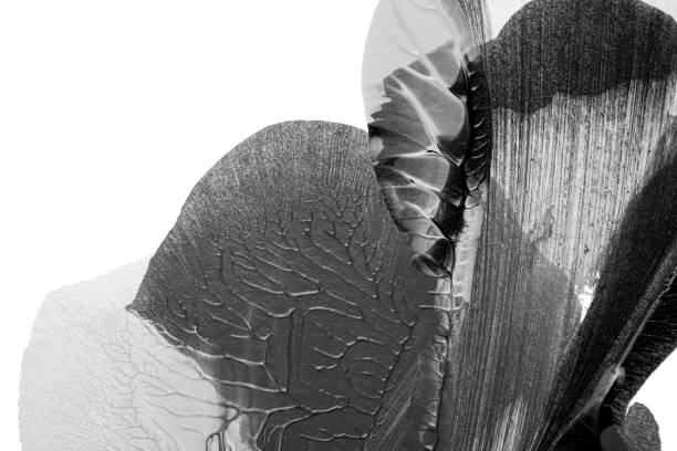 istock black white abstract acrylic painting color texture on white paper background by using rorschach inkblot method 1452655974