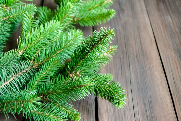 istock Branches of a green spruce tree on a wooden table. Fluffy spruce with short needles on a wooden background. 1452656946